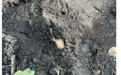 Okul bahçesine çiçek soğanları dikilmesi